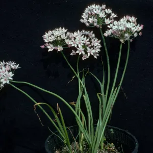 Allium praecox UCI, Orange County