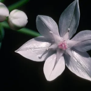 Allium praecox 