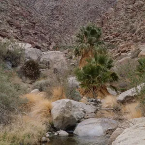 Washingtonia filifera, Palm Canyon, Anza Borrego State Park, San Diego County 