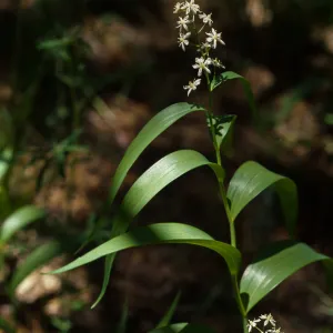 Smilacina stellata San Bernardino Mountains, Bluff Meadow