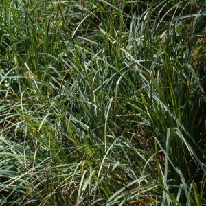 Carex spissa, Marron Valley