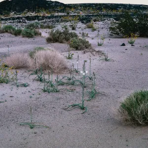 Hesperocallis undulata, Mojave Desert, MCAGCC, Lead Mountain Training Area, San Bernardino County
