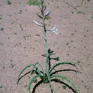 Hesperocallis undulata, Mojave Desert, MCAGCC, Lead Mountain Training Area, San Bernardino County