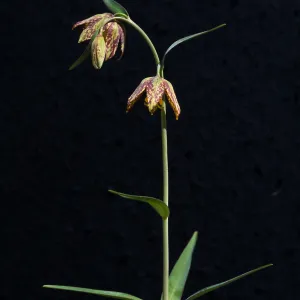 Fritillaria affinis var. affinis 