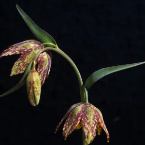 Fritillaria affinis var. affinis 