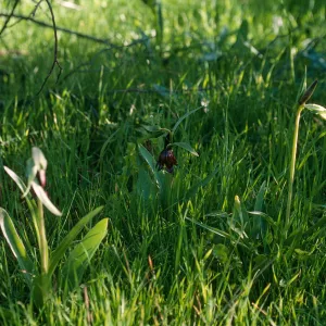 Fritillaria biflora, Hardford Spring County Park, Perris, California, Riverside County