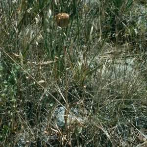 Fritillaria biflora, Hardford Spring County Park, Perris, California, Riverside County