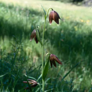 Fritillaria biflora, Hardford Spring County Park, Perris, California, Riverside County