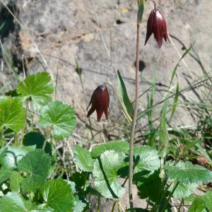 Fritillaria biflora, Santa Rosa Plateau, Santa Ana Mountains, Riverside County