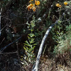 Lilium humboldtii ssp. ocellatum, Copper Canyon, Otay Mountain, San Diego County
