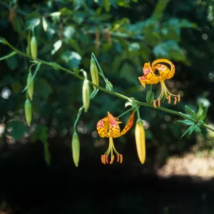 Lilium humboldtii var. ocellatum , RSA (?)