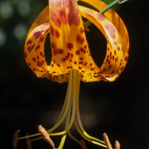 Lilium humboldtii var. ocellatum , RSA (?)