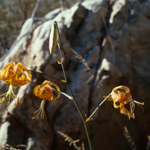Lilium humboldtii var. ocellatum, Copper Canyon, Otay Mountain, San Diego County