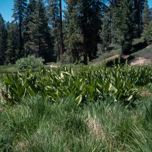 Veratrum californicum, Big Bear, San Bernardino County