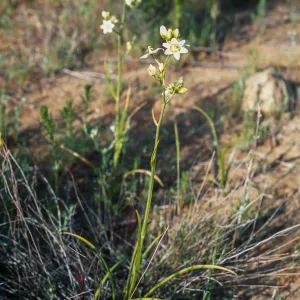 Zigadenus fremontii, Box Canyon
