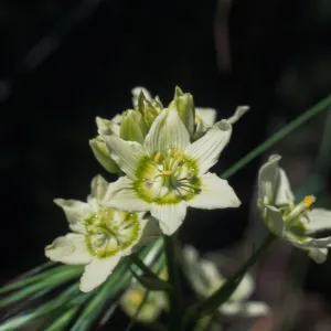Zigadenus fremontii var. fremontii, Oak Crest Park