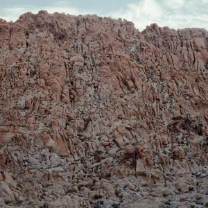 Nolina bigelovii habitat
