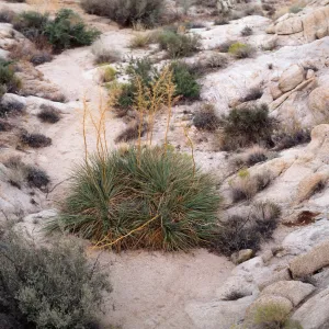 Nolina bigelovii, Cleg Wild BLM