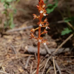 Corallorhiza maculata, San Bernardino Mountains, Bluff Meadow, 