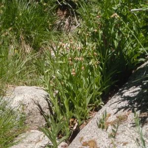Epipactis gigantea, San Jose Mountains, Dk Canyon