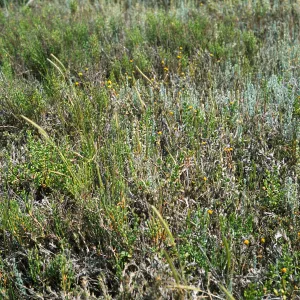 Hordeum intercedens 