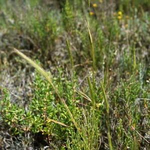 Hordeum intercedens 