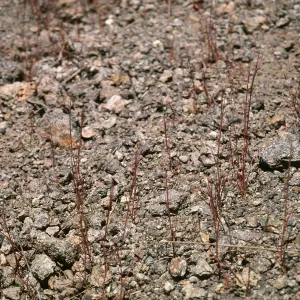 Muhlenbergia microsperm, Cape Canyon SCTI