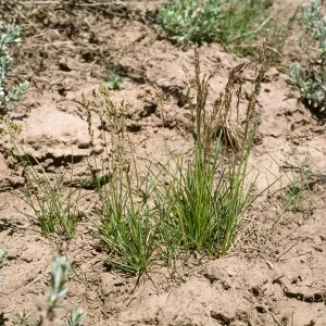 Poa atropurpurea, San Bernardino Mountains, San Bernardomo County