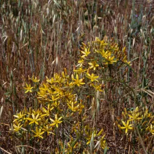 Bloomeria crocea 