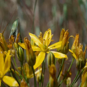 Bloomeria crocea, UCI Preserve, Orange County
