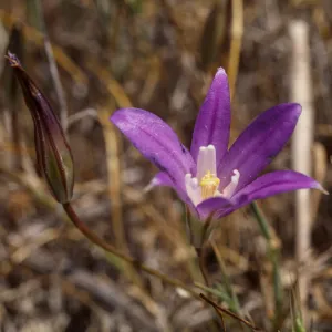 Brodiaea jolonensis UCI Preserve
