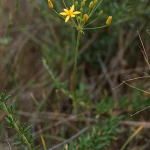 Muilla clevelandii, Peninsular ranges San Ysidro Mountains: SE side of Otay Mtn., western Marron Valley, S of BM 838, ca 1/2 km N of Mexican border on slope above Tijuana River, San Diego County