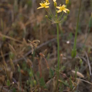 Muilla clevelandii 