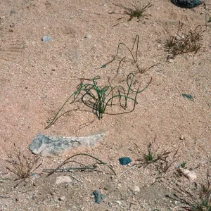 Muilla coronata, Acorn Training Area, Acorn Hill, Twenty-nine Palms, Marine Corps Air Ground Combat Center, San Bernardino County