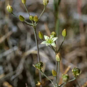 Muilla maritima Peninsular Ranges: San Jacinto Mountains, Garner Valley, east of Hwy 74, southof Fobes Ranch Road, north of Morris Ranch Road, San Diego County