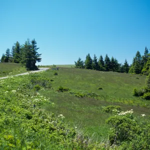 Coastal Prairie with Abies grandis