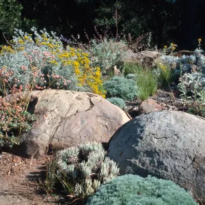 Gray bed in the Manzanita Section