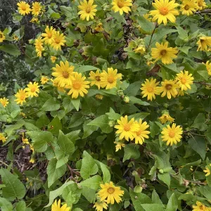wildflowers