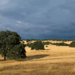 oak woodland